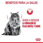 Royal Canin Adult Oral ração para gatos, , large image number null
